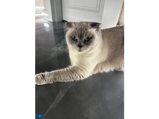 Ankara Keçiören’de Bakımlı Blue Point Scottish Fold 5 Yaşında