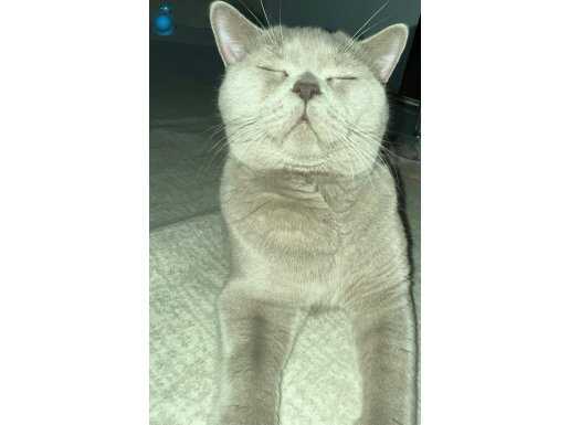 sahibinden herşeyi tam safkan 