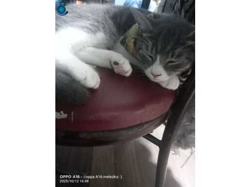 British shorthair tekir kırmasıdır