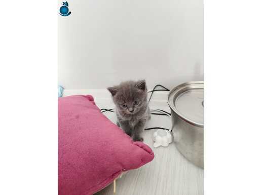 Annesi ragdoll babası british oyuncu müthiş kedilerimiz