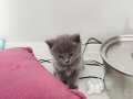 Annesi ragdoll babası british oyuncu müthiş kedilerimiz