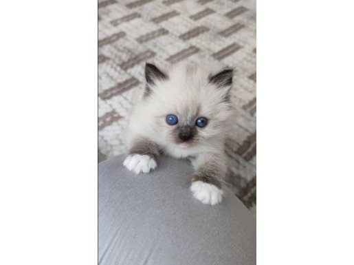 Mavi Boncuk Bakışlı Uygun Ragdoll 