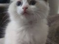 Safkan Ragdoll mavi boncuk yavrum yeni yuvasını arıyor