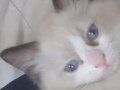 Safkan Ragdoll mavi boncuk yavrum yeni yuvasını arıyor