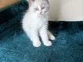 Safkan Ragdoll mavi boncuk yavrum yeni yuvasını arıyor