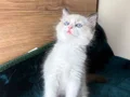 Safkan Ragdoll mavi boncuk yavrum yeni yuvasını arıyor