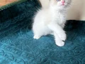 Safkan Ragdoll mavi boncuk yavrum yeni yuvasını arıyor
