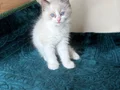 Safkan Ragdoll mavi boncuk yavrum yeni yuvasını arıyor