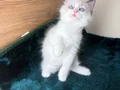 Safkan Ragdoll mavi boncuk yavrum yeni yuvasını arıyor