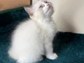 Safkan Ragdoll mavi boncuk yavrum yeni yuvasını arıyor