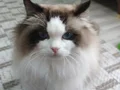Safkan Ragdoll mavi boncuk yavrum yeni yuvasını arıyor