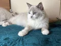 Safkan Ragdoll mavi boncuk yavrum yeni yuvasını arıyor