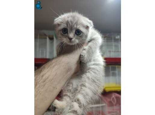 SCOTİSH FOLD YAVRULARIMIZ 