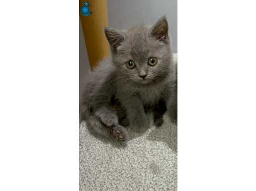 Safkan british shorthair 2 aylık