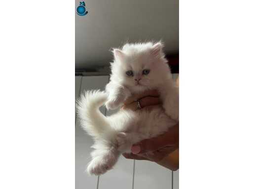 BRİTİSH LONGHAIR