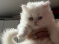 BRİTİSH LONGHAIR