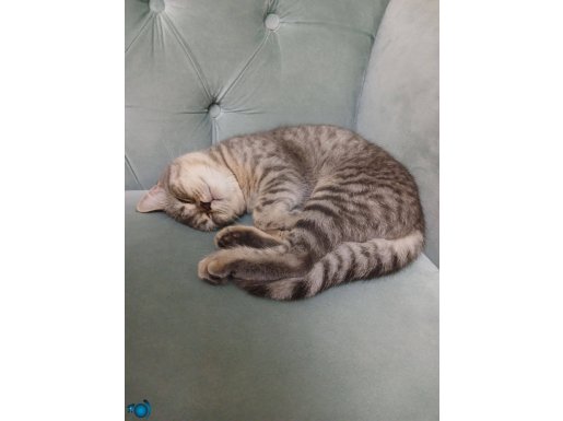 1.5 yaş, KISIR, DİŞİ