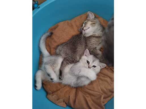 Minik yavrularımız sahiplendirilecektir