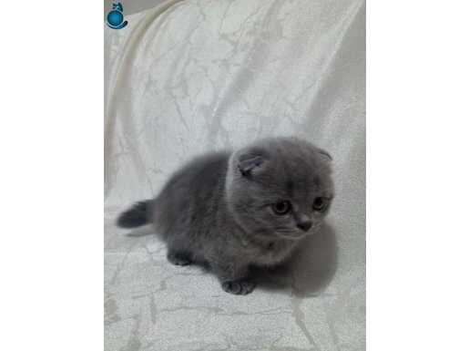 Blue point boncuk gözlü