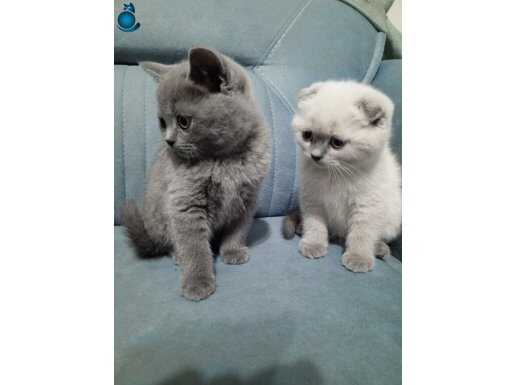 Blue point boncuk gözlü kedilerimiz