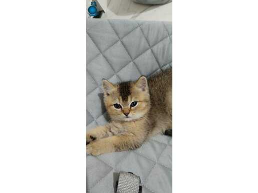 Oğluma ömürlük ve iyi bir yuva arıyorum 