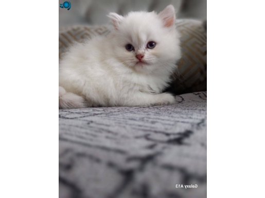 Oyuncu guzeller guzeli kızım 