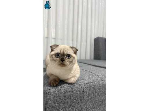 4 Aylık Scottish Fold Blue Point 