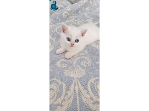 Yavru kedi mavş gözlü