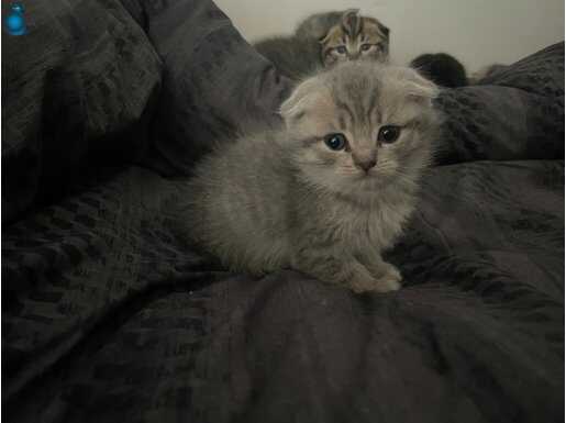 2 aylık 4 adet birinden farklı kadiçikler 