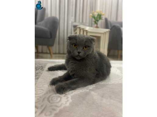 KEDİMİZE YUVA ARIYORUZ