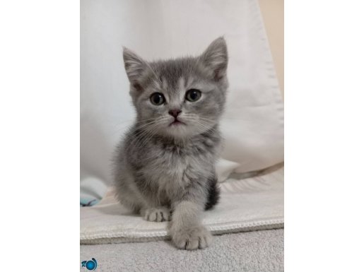 Yavru British shorthair kediler 