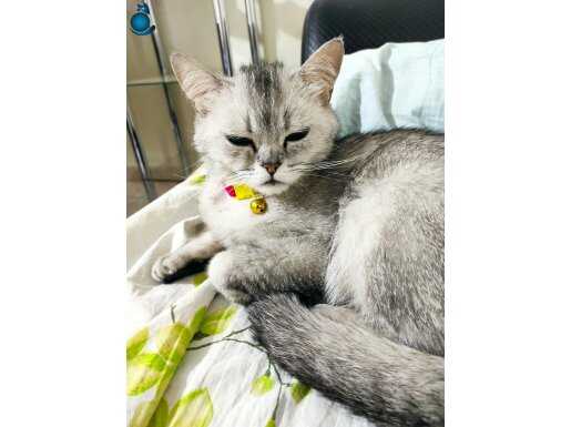 Silver bristish kedi