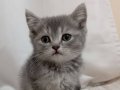 Yavru British shorthair kediler 