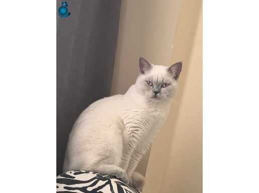 1.5 yıllık british shorthair