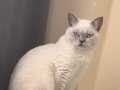 1.5 yıllık british shorthair