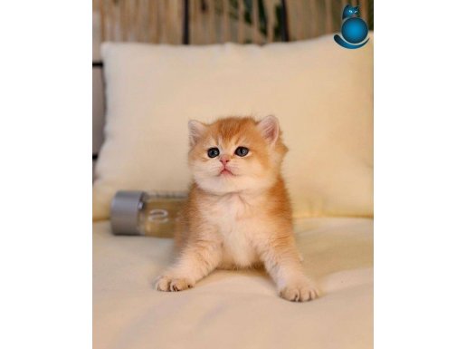 Safkan British golden uygun fiyatlı değildir