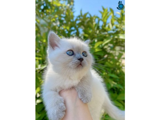 British shorthair blue point