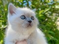 British shorthair blue point