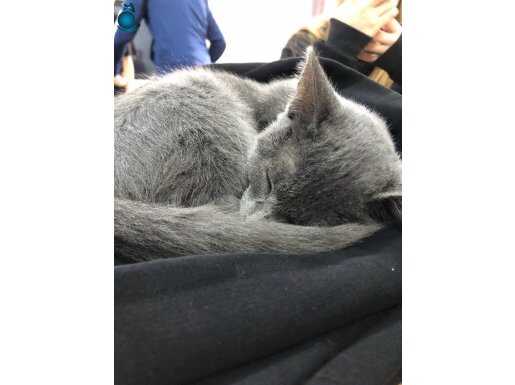 KIRMA BRITSH SHORTAIR