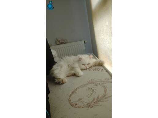 Acil sahiplendirilecek İzmir ici