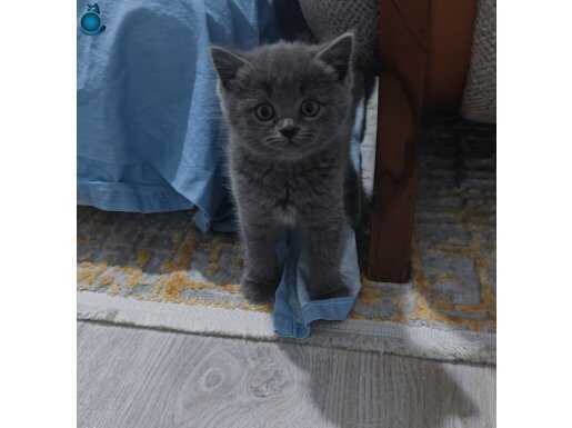 Muhteşem oyuncu british shorthair, ev ortamında bakilmakta