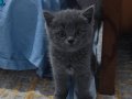 Muhteşem oyuncu british shorthair, ev ortamında bakilmakta