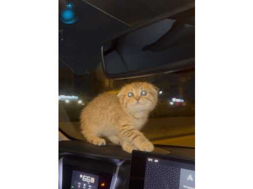 GOLDEN SCOTTİSH FOLD