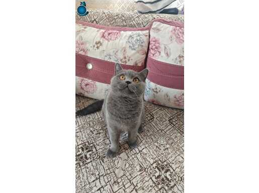 Fırst Class British