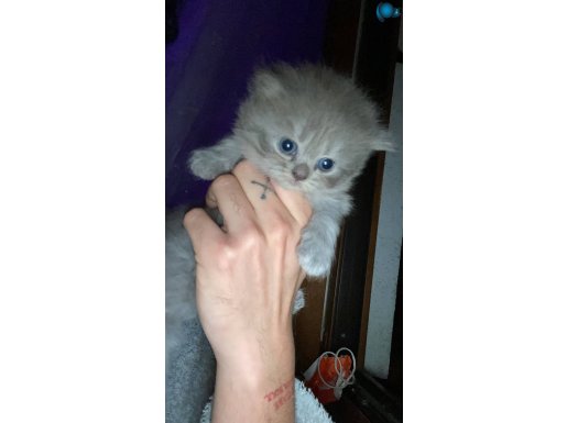 British Longhair