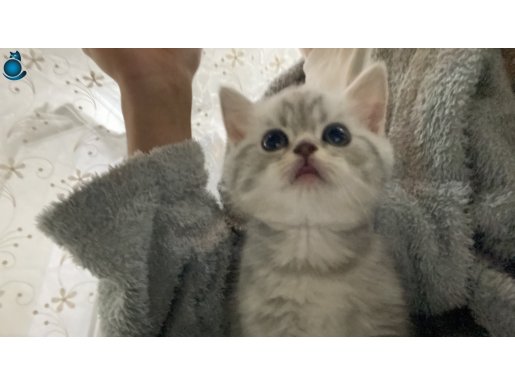 MÜKEMMEL PELUŞ TÜYLÜ BEBEK KEDİ