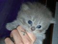 British Longhair