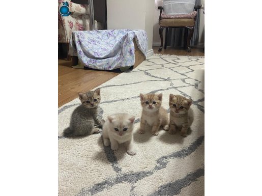 GÜZELLER GÜZELİ BRİTİSH YAVRULAR