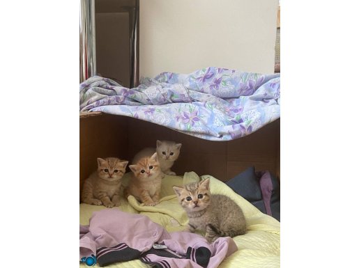 Sağlıklı ve güzel çocuklarıma yuva arıyorum
