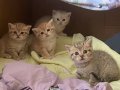 Sağlıklı ve güzel çocuklarıma yuva arıyorum